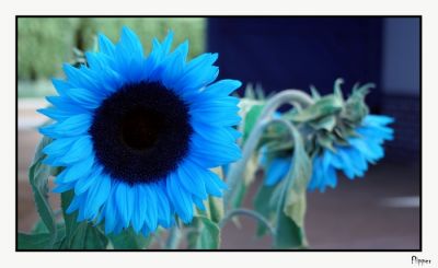 Cliquez pour voir l'image en taille relle