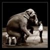 Elephant  Arlette Gruss 1bok2 cadresite.jpg