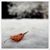 Feuille et neige cadre site.jpg