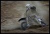 N6 Coppins Joshua   -1- Beach Cross Berck 2009 - Grossemy Julien FlipperPhotos site.jpg