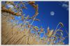 Vers le ciel  - Grossemy Julien FlipperPhotos 2010 - cadre site.jpg