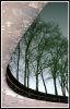 arbres1.jpg