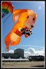 chien3.jpg