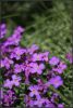 fleurs1bsite.jpg